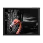 Flamboyance - Framed Print - Orlando, Florida