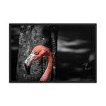 Flamboyance - Framed Print - Orlando, Florida