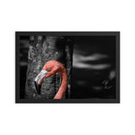 Flamboyance - Framed Print - Orlando, Florida