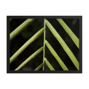 Bamboo Leaf - Bahamas